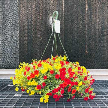 Calibrachoa MixMasters™ Tropicali- 12" Bakset