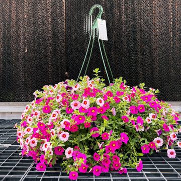 Calibrachoa Trixi® Berry Daring- 12" Basket