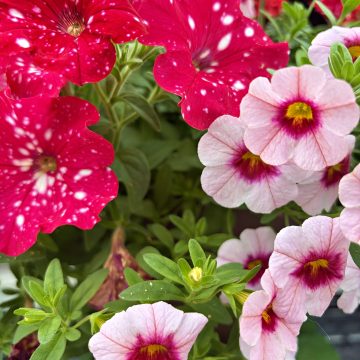 Combination Trixi® Romance in Bloom- 12" Basket