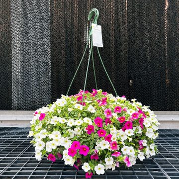 Calibrachoa MixMasters™ Seredipity- 12" Basket