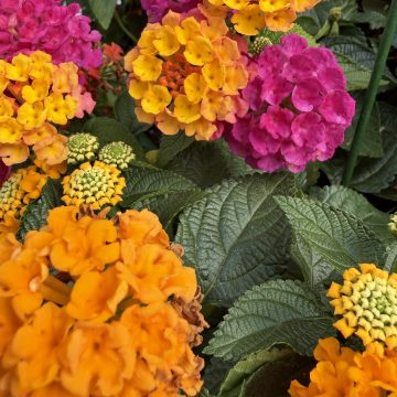 Lantana MixMasters™ Lucky Charm- 12" Basket
