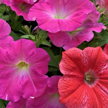 Petunia MixMasters™ Before You Know It- 12" Basket