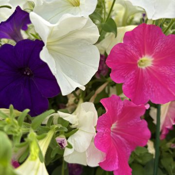 Petunia MixMasters™ Oh For Sure! - 12" Basket