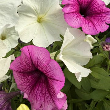 Petunia MixMasters™ Worth a Shot - 12" Basket