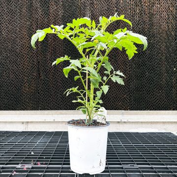 Tomato Beefsteak Big Beef Plus – Gallon Pot