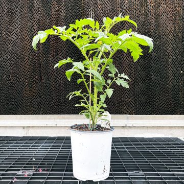 Tomato Beefsteak Big Beef Plus - Gallon Pot