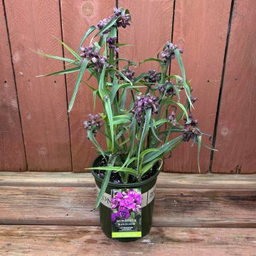 TRADESCANTIA 'JS® BRAINSTORM', SIZE #1
