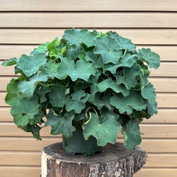 ALCHEMILLA MOLLIS, SIZE #1
