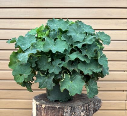 ALCHEMILLA MOLLIS, SIZE #1