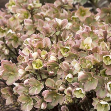 HELLEBORUS 'IVORY PRINCE', SIZE #1