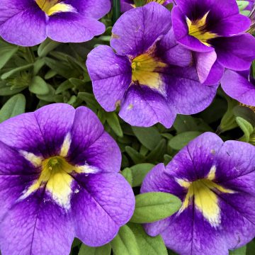 Calibrachoa Bumble Bee Blue - 12" Hanging Basket