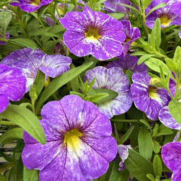 Calibrachoa Cha-Cha Diva Lavender - 12" Basket