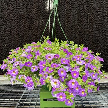Calibrachoa 'Cha-Cha™ Diva Lavender' - 12" Basket