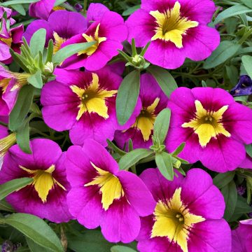 Calibrachoa Bumble Bee Hot Pink - 12" Basket