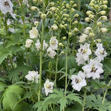 Delphinium ‘Magic Fountains White Dark Bee’, #1