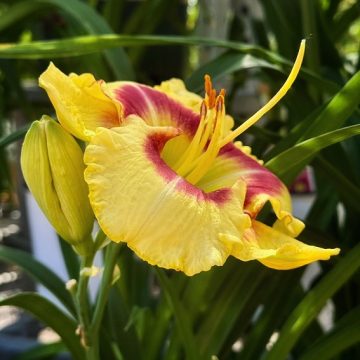 HEMEROCALLIS ‘MONTERREY JACK’, SIZE #1