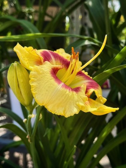 HEMEROCALLIS ‘MONTERREY JACK’, SIZE #1