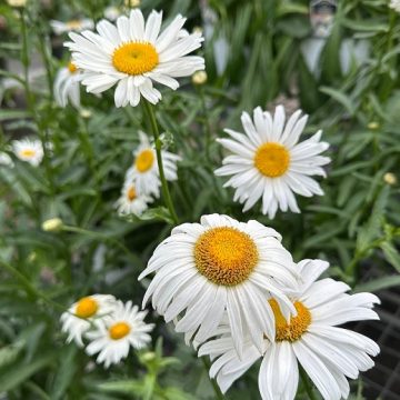 LEUCANTHEMUM ‘ALASKA’, SIZE #1