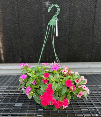 Vinca Cora® Cascade XDR Mix - 12" Hanging Basket