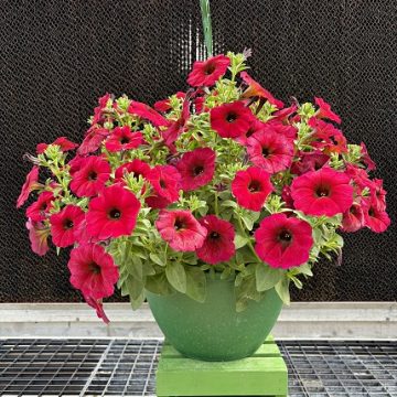 Petchoa SuperCal® Premium Bordeaux - 12" Basket