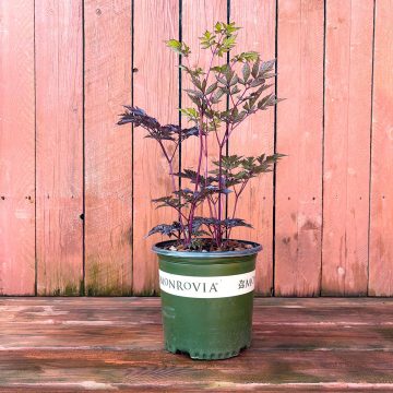 ACTAEA 'PINK SPIKE', SIZE #2