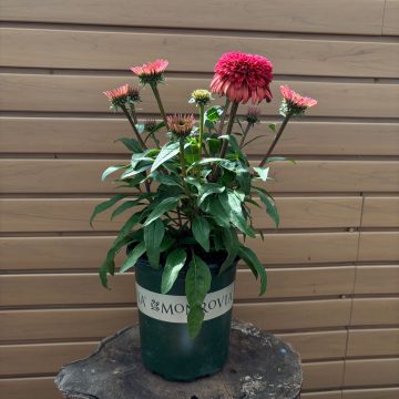 ECHINACEA 'DOUBLE SCOOP™ DELUXE RASPBERRY', #1