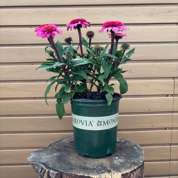 ECHINACEA 'DOUBLE SCOOP™ DELUXE WATERMELON' #1