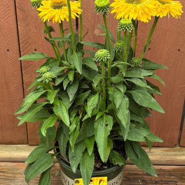 Echinacea 'Sunseekers™ Golden Sun', Size #1