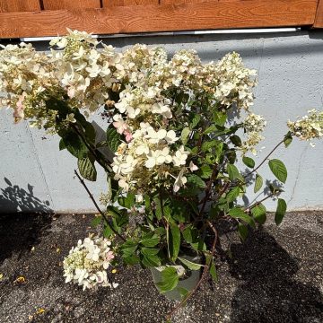 ANGELS BLUSH HYDRANGEA, SIZE #5