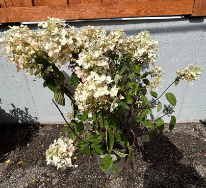 ANGELS BLUSH HYDRANGEA, SIZE #5