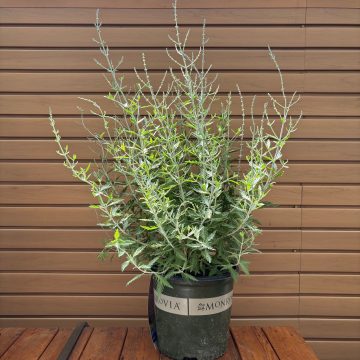 PEROVSKIA atriplicifolia, SIZE #2