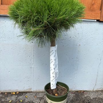 Compact Tanyosho Japanese Red Pine, SIZE #5 TREE
