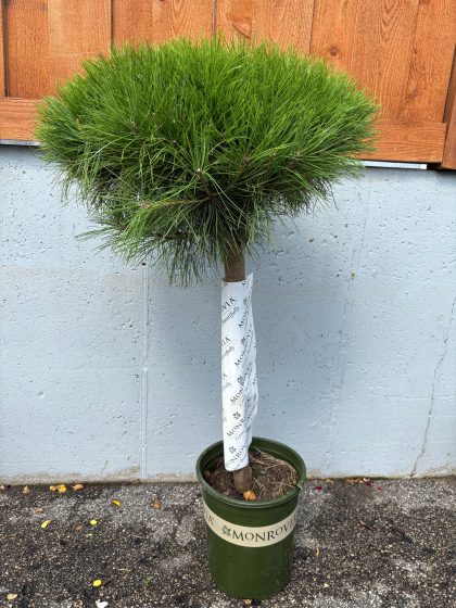 Compact Tanyosho Japanese Red Pine, SIZE #5 TREE