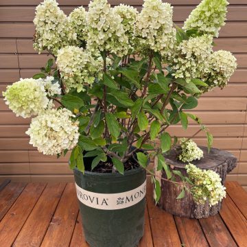 Candy Apple™ Hydrangea, SIZE #5