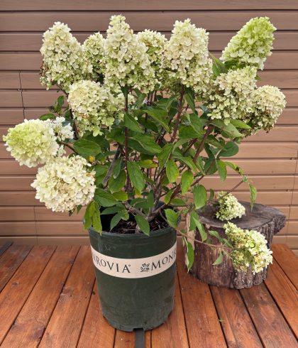 Candy Apple™ Hydrangea, SIZE #5