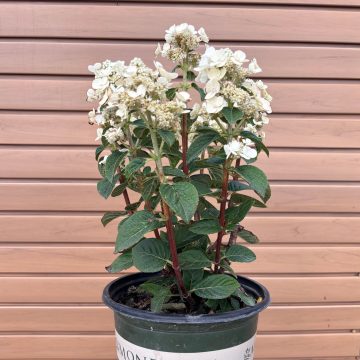 Razzleberri™ HYDRANGEA, SIZE #2
