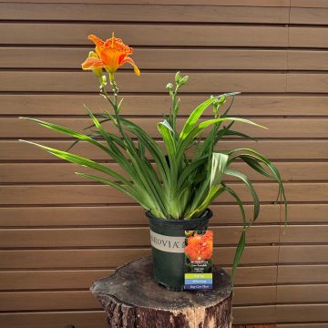 HEMEROCALLIS 'Skye® Sunset', SIZE #1