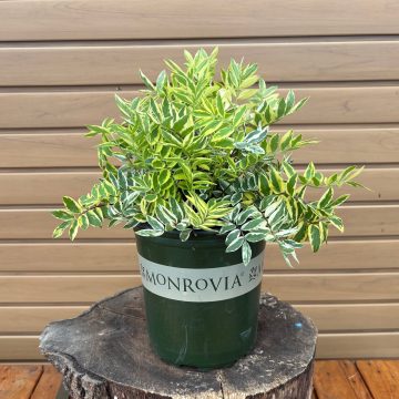 POLEMONIUM 'GOLDEN FEATHERS', SIZE #1