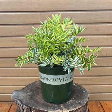 Polemonium 'Golden Feathers', Size #1