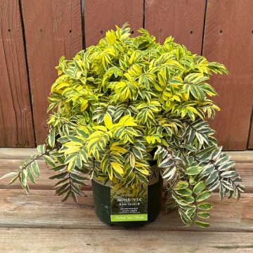 Polemonium 'Golden Feathers', Size #1