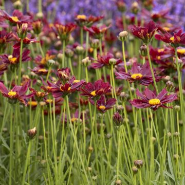 COREOPSIS 'Li'l Bang™ Red Elf', SIZE #1