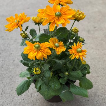 RUDBECKIA 'AMARILLO GOLD' - 10" PATIO POT