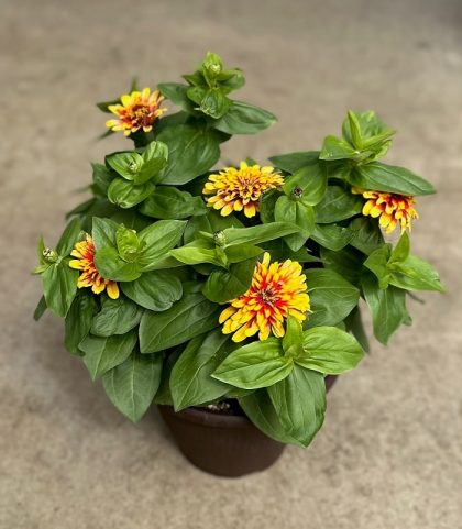 Zinnia Swizzle™ Scarlet & Yellow - 10"