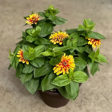 Zinnia Swizzle™ Scarlet & Yellow - 10" Pot