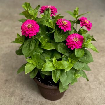 Zinnia Zesty™ Fuchsia - 10" Patio Pot