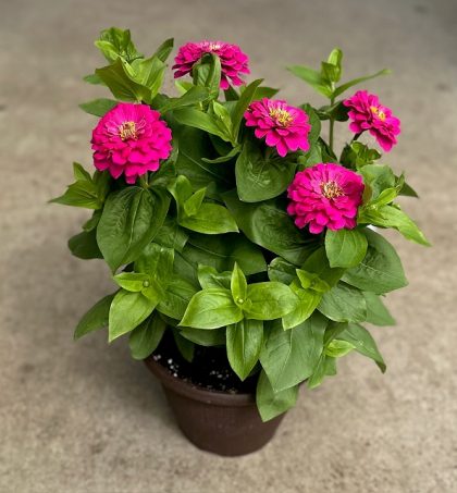 Zinnia Zesty™ Fuchsia - 10" Patio Pot