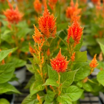Celosia 'Fresh Look Orange' - 6"