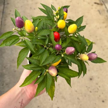 Ornamental Pepper 'Harlequin' - 4 1/3" Pot