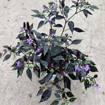 Ornamental Pepper 'Midnight Fire' - 4 1/3" Pot