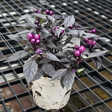 Ornamental Pepper 'Onyx Orange' - 4 1/3" Pot